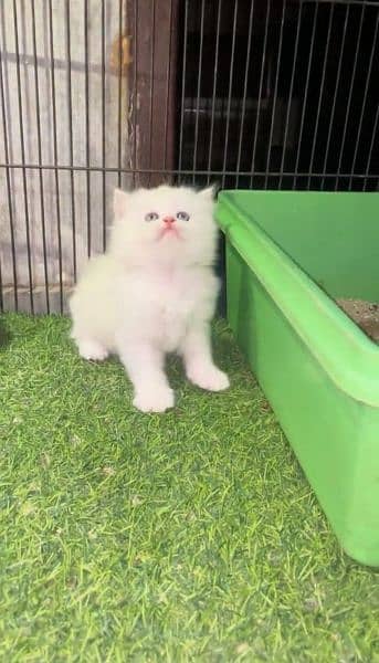 white Persian Cat Baby 0