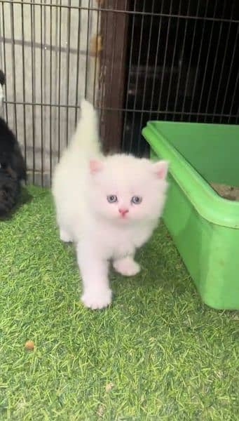 white Persian Cat Baby 1