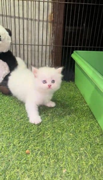 white Persian Cat Baby 2