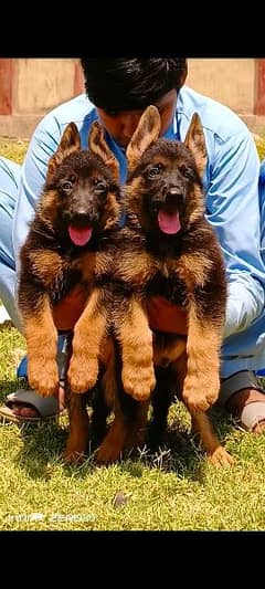 German Shepherd long goat for sale 2month pair