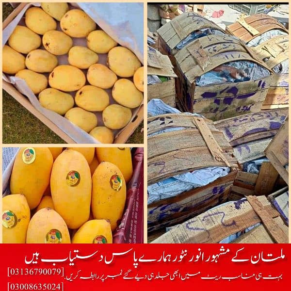 Mangoes | Anwar Ratol , Dusehri ,and all verities are available 0