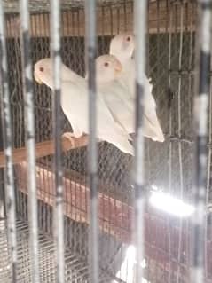 5 Albino Red Eyes Adults Pieces