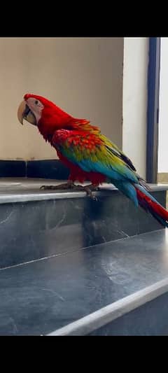 Green wing macaw self piece available 03126945780