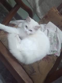 Beautiful Persian Female cat 1.5 years old