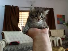 Persian/male/cat/long