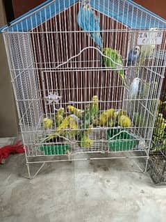 birds for sale 0