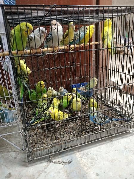 birds for sale 1