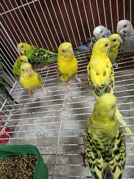 birds for sale 3