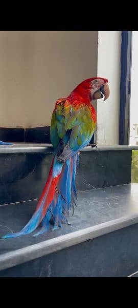 green Wing macaw chick for sale contact 03126945780 1