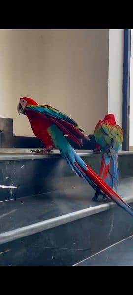 green Wing macaw chick for sale contact 03126945780 2
