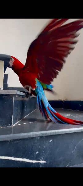 green Wing macaw chick for sale contact 03126945780 3