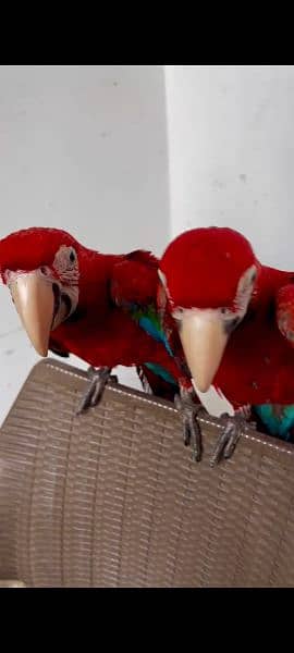 green Wing macaw chick for sale contact 03126945780 4