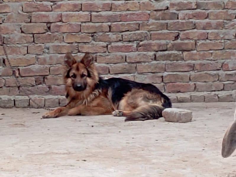 German shepherd male for sale 0