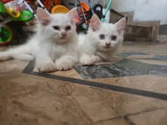 persion kittens