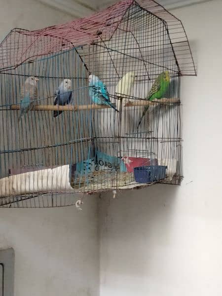 4 four pair bujri parrot 1 love birds for sale 0