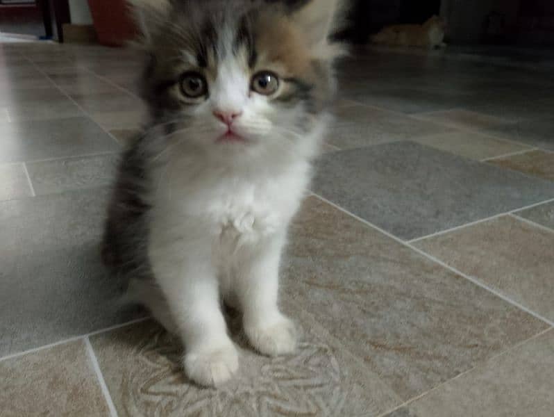 female n male kitten for sale 0