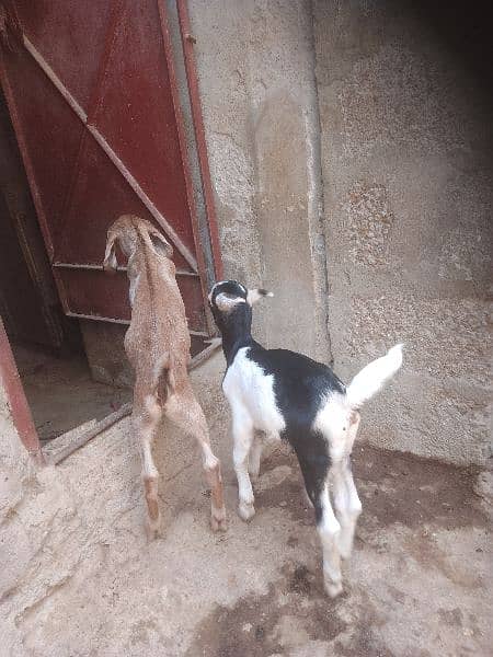 AK bakre 2 bachy female for sale 1