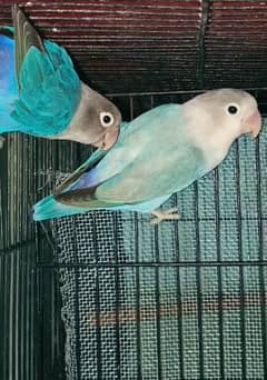 Love Birds Breeder Pairs 1000% fertile In reasonable Price