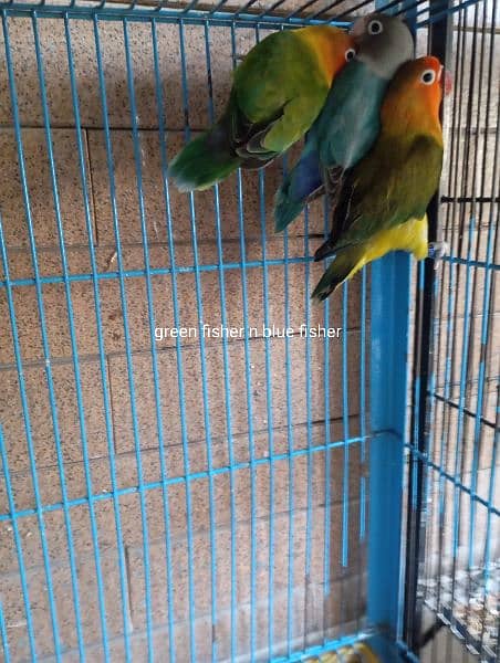 different types lovebirds 2