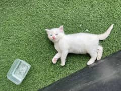 Persian cat with Persian kitten