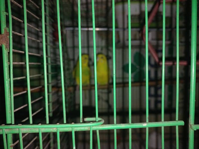 Complete cage with 2 pair of birds 1