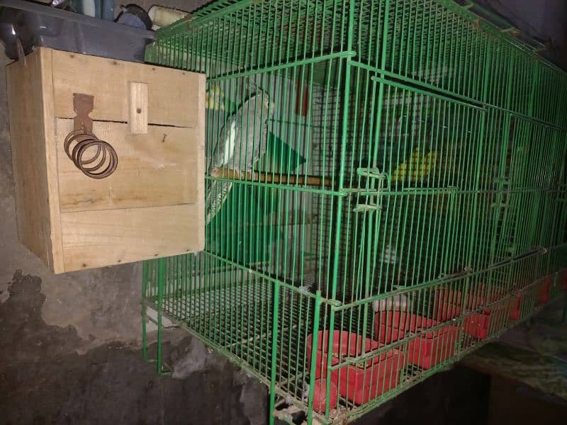 Complete cage with 2 pair of birds 2