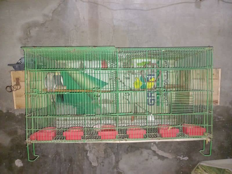 Complete cage with 2 pair of birds 4