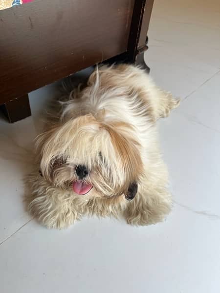 shih tzu 0