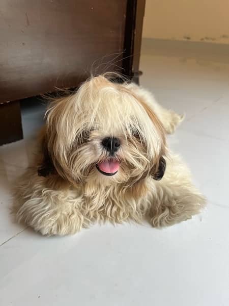 shih tzu 1