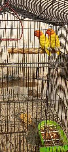 Latino personta breeder pair for sale 0