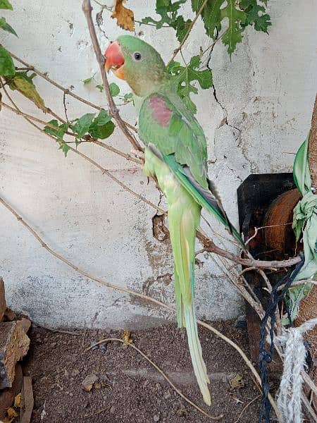 original raw parrot 2
