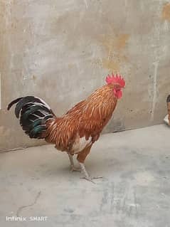 one murga and tolwo murgi breeder pair