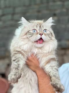 PERSIAN CAT blue eyes 0