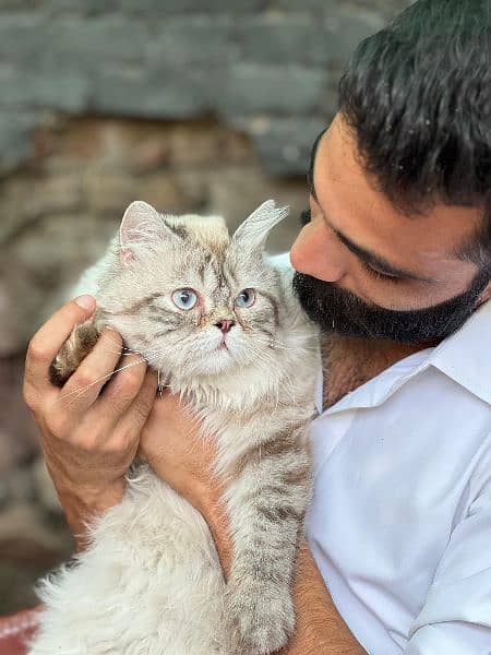 PERSIAN CAT blue eyes 1