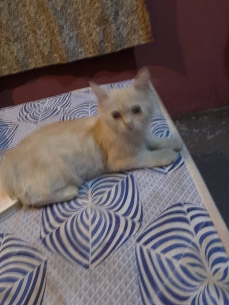 5 months old Persian male 1