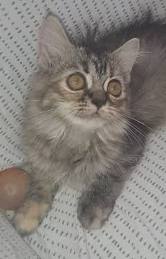 A percian kitten for sale.