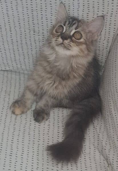 A percian kitten for sale. 2