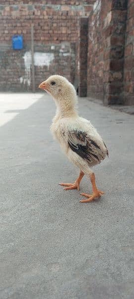 Japanese shamo aseel chicks available| best quality healthy chicks 1