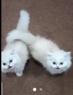 Persian Cat for sale my WhatsApp number 03468556940 0