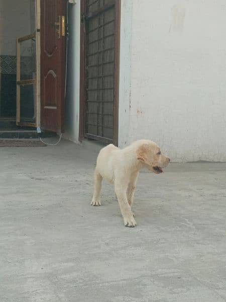 British Labrador Puppy Available For SALE. 3