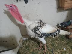 Turkey Breeder Set (3 Female | 1 Male)