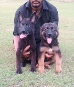 German shepherd puppies available for sale