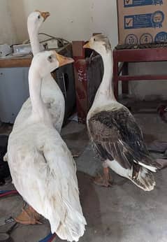 3Ducks and 2Female 1Male Duck available in low price