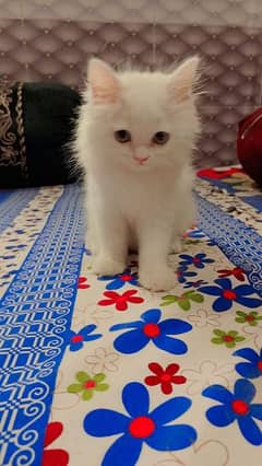 Persian kitten white colour