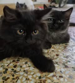Persian black and texture kittens male/female