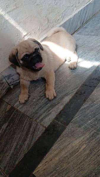 pug male puppy top quality 1