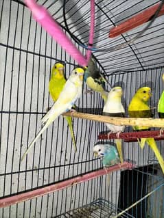 30 piece Mix Budgies For Sale 0