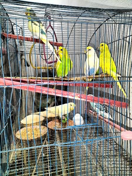 30 piece Mix Budgies For Sale 1