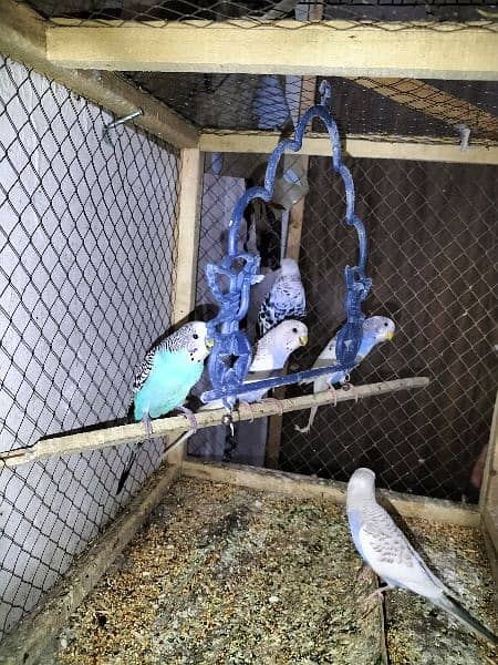 30 piece Mix Budgies For Sale 2