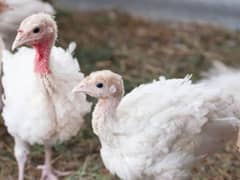 turkey chicks